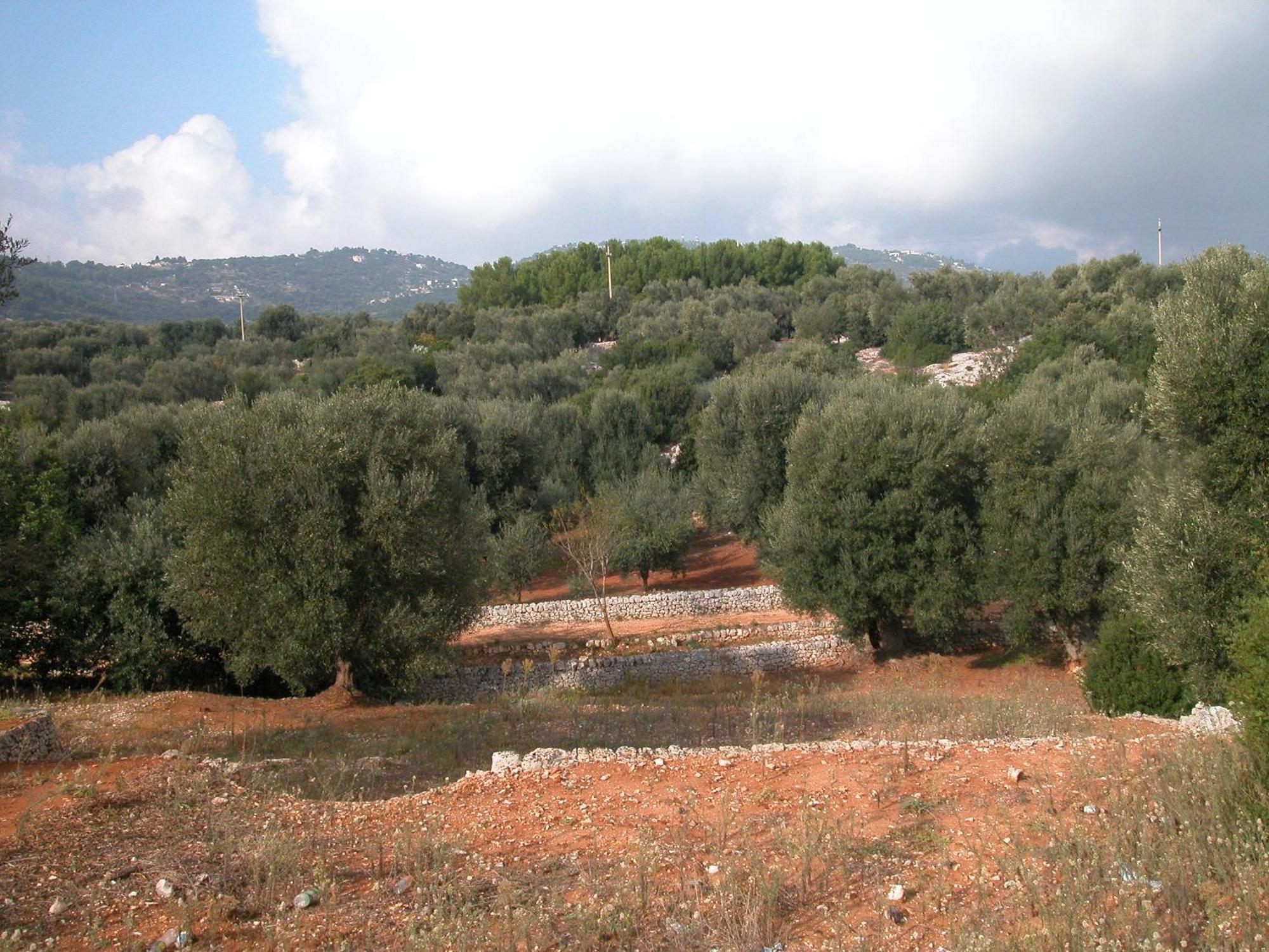 Masseria Trotta B&B ฟาซาโน ภายนอก รูปภาพ